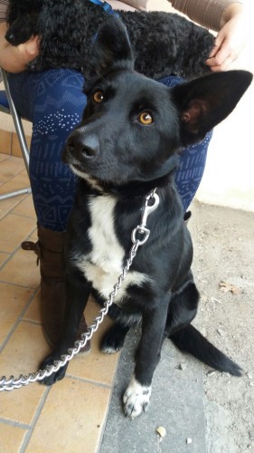 Cagnolina trovata a San Martino al Cimino