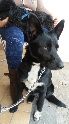 Cagnolina trovata a San Martino al Cimino
