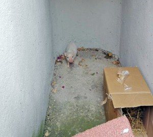 Vitorchiano - Il maialino disperso in località Pallone