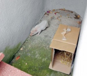 Vitorchiano - Il maialino disperso in località Pallone
