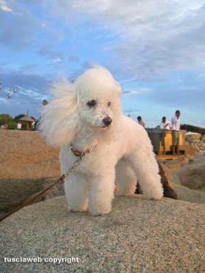 La cagnolina Iside