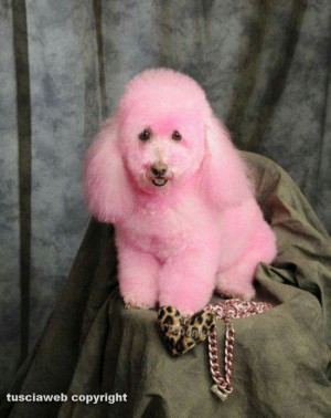 La cagnolina Iside