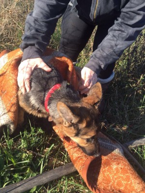 Bagnoregio - Cane caduto in un tombino salvato dai Vigili del fuoco