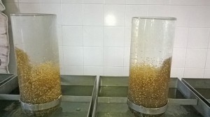 Marta - Uova di coregone nell'incubatoio Madonna del Monte