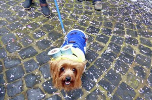 Barbarano Romano - Il carnevale 2016