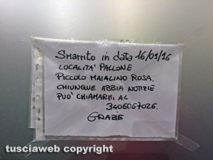 Vitorchiano - Maialino disperso - L'appello