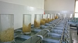 Marta - Uova di coregone nell'incubatoio Madonna del Monte