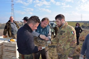 Tarquinia - Università agraria - Rilasciate 74 lepri