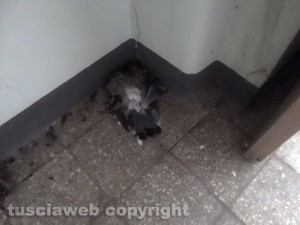 Viterbo - Teatro Genio - Un piccione morto