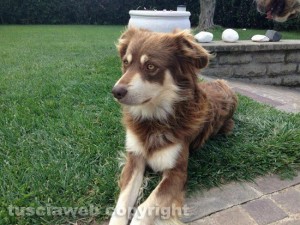 Il meticcio Rocky