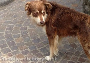 Il meticcio Rocky
