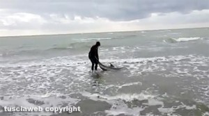 Montalto Marina - Il salvataggio del delfino