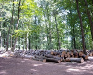 La faggeta dei Monti Cimini