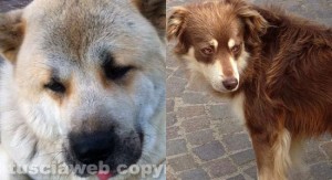 Zero e Rocky si sono persi