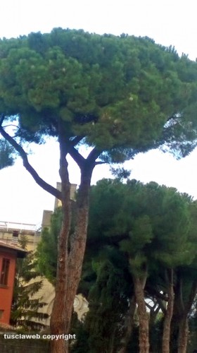 Viterbo - Pini in viale R. Capocci