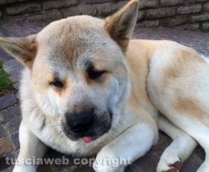 L' akita americano Zero