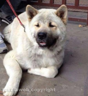 L' akita americano Zero