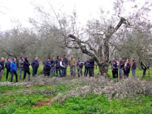Fabrica di Roma - Corso di potatura degli ulivi 