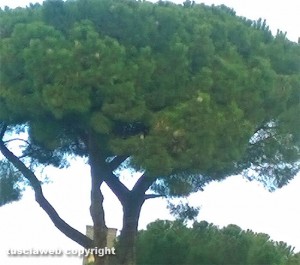 Viterbo - Pini in viale R. Capocci