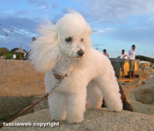 La cagnolina Iside
