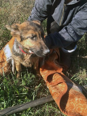 Bagnoregio - Cane caduto in un tombino salvato dai Vigili del fuoco