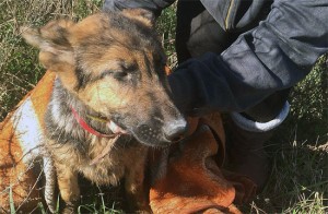 Bagnoregio - Cane caduto in un tombino salvato dai Vigili del fuoco