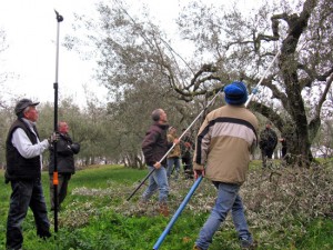Fabrica di Roma - Corso di potatura degli ulivi