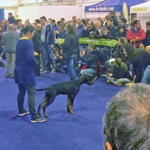 Il dobermann Ax Aval al concorso