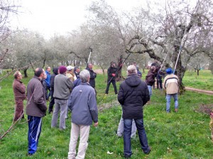 Fabrica di Roma - Corso di potatura degli ulivi 