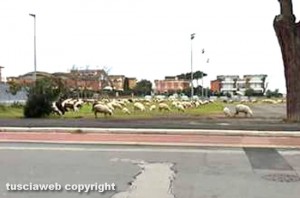 Pecore al Lido di Tarquinia