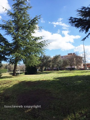 Viterbo - L'invasione delle processionarie sulle piante 