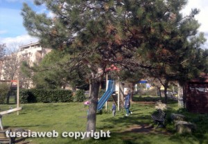 Viterbo - Giardino del Carmine infestato dalle processionarie