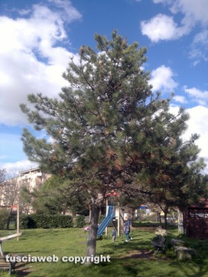 Viterbo - Giardino del Carmine infestato dalle processionarie