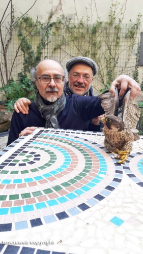 Viterbo - Un falco pellegrino nel chiosco dei Servizi sociali del comune