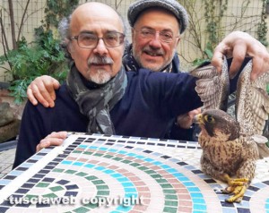 Viterbo - Un falco pellegrino nel chiosco dei Servizi sociali del comune