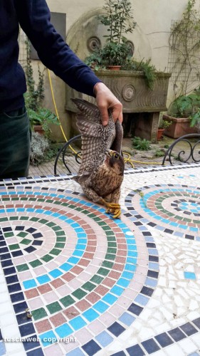 Viterbo - Un falco pellegrino nel chiosco dei Servizi sociali del comune
