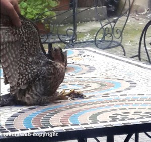 Viterbo - Un falco pellegrino nel chiosco dei Servizi sociali del comune