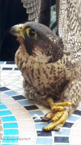 Viterbo - Un falco pellegrino nel chiosco dei Servizi sociali del comune