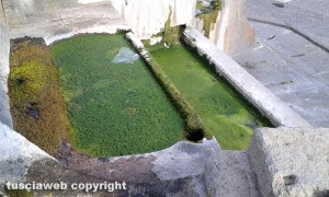 Viterbo - Melma nella fontana di piazza della Rocca