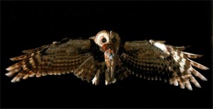 Allocco con la preda