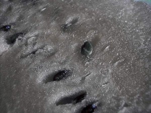 Il black watermelon o cocomero cinerino