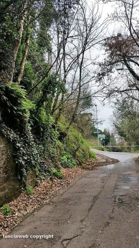 Viterbo - Alberi caduti in strada Signorino