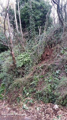 Viterbo - Alberi caduti in strada Signorino