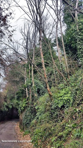 Viterbo - Alberi caduti in strada Signorino