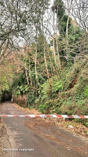 Viterbo - Alberi caduti in strada Signorino