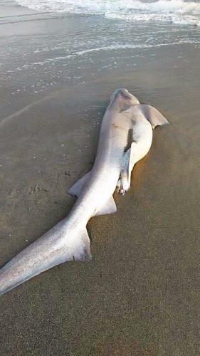 Marina di Grosseto - Lo squalo spiaggiato