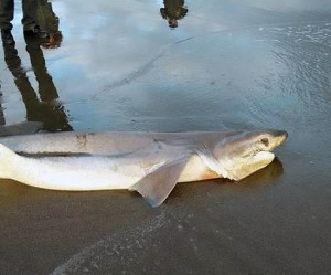 Marina di Grosseto - Lo squalo spiaggiato