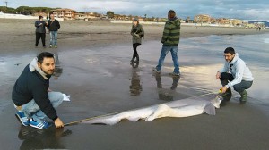 Marina di Grosseto - Lo squalo spiaggiato