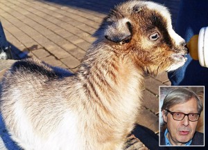 Il capretto Sgarbi e nel riquadro Vittorio Sgarbi