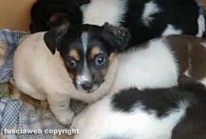 Cuccioli